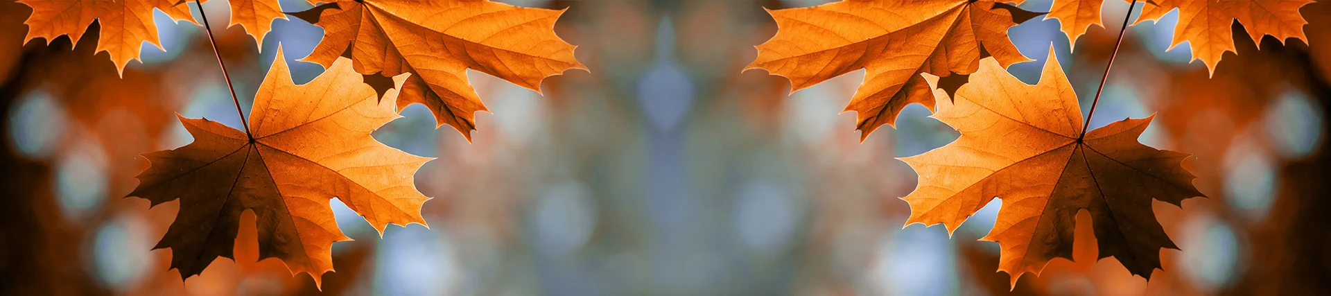 Feuilles d’érable aux couleurs automnales formant un cadre naturel sur un fond flou. Image illustrant l’automne, le changement de saison et les paysages colorés du Québec.
