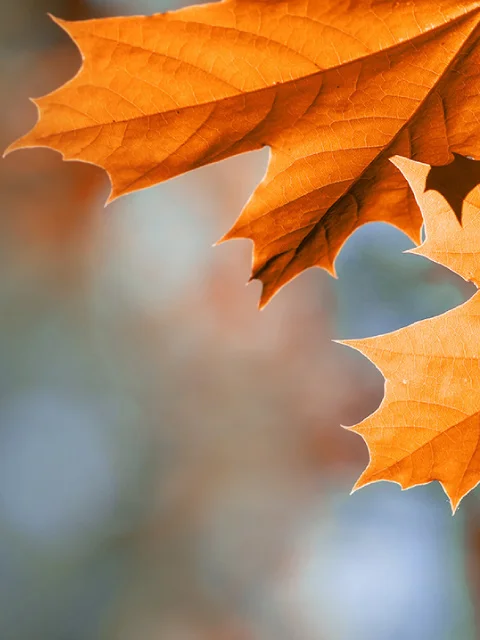 Feuilles d’automne orange encadrant un arrière-plan flou.